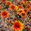 Heliopsis Orange Marble